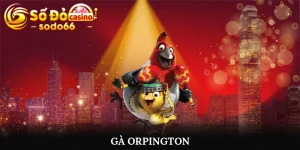 Gà Orpington