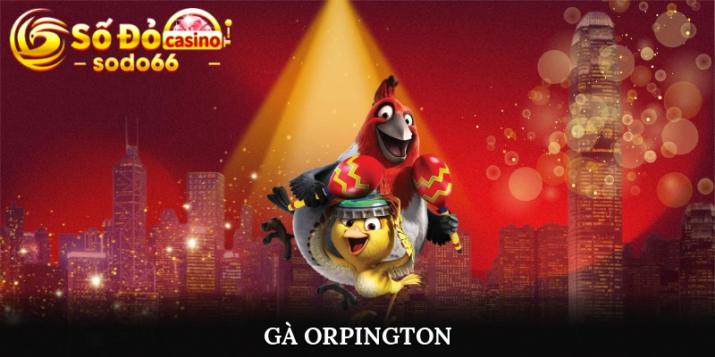 Gà Orpington